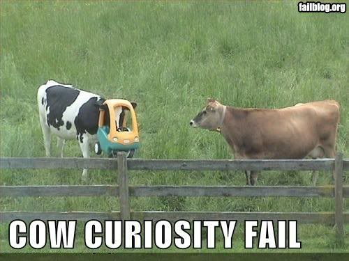 fail-owned-cow-curiosity-fail.jpg