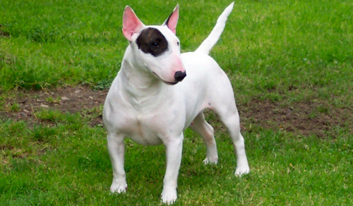 perro-bull-terrier.jpg