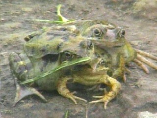 tres-ranas-en-una.jpg