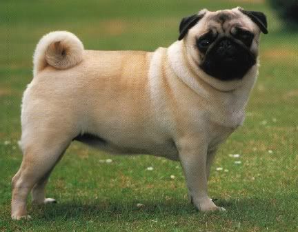 pug-1.jpg