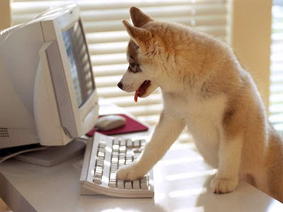 perro-votando.jpg