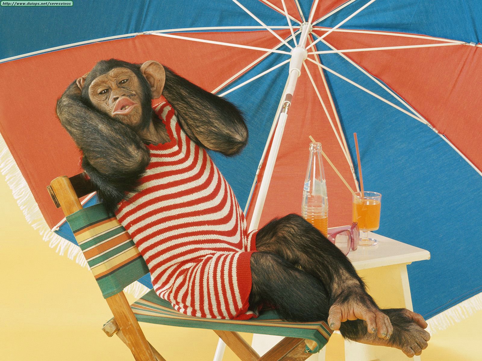 Animals%20Funny_Summer%20Lovin%27.jpg