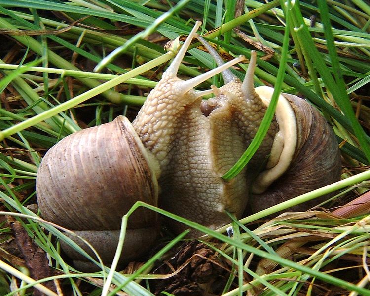 caracoles-helix-pomatia-copulation.jpg