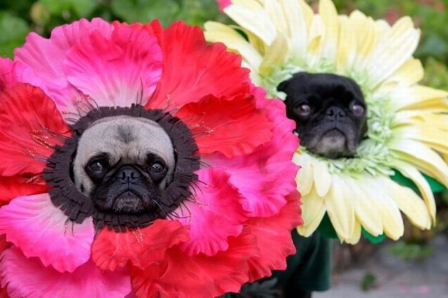 dog-costumes-02.jpg