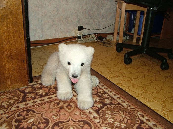 polarbearbabysaved-33.jpg