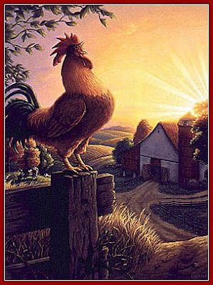 gallito.jpg