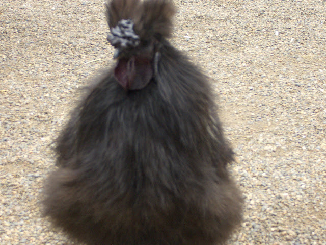 FurryChicken.JPG