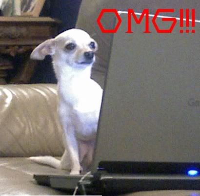 PerritoOMG.jpg