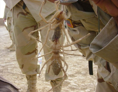 camel-spider.jpg