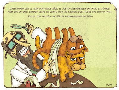 gato-4-patas.jpg