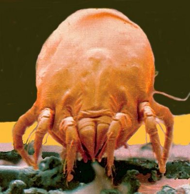 d20acaro.jpg