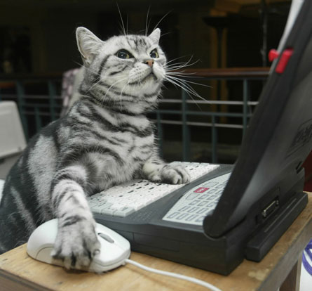 cat-on-computer.jpg