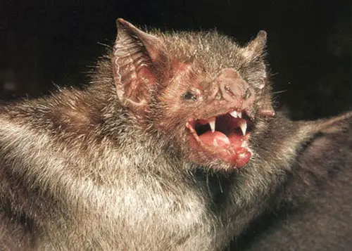 vampire-bat.jpg