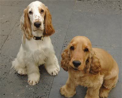 cocker-spaniel-ingles.jpg