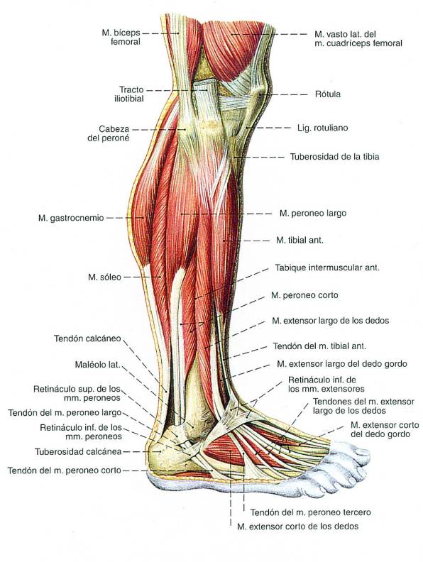 musculos.jpg