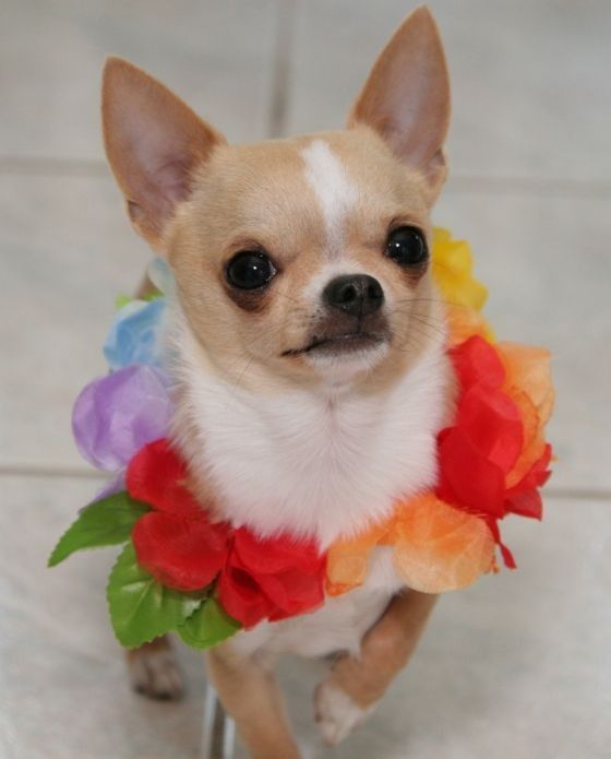 dog-costumes-11.jpg