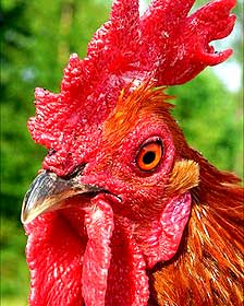 110907141942_sp_gallina_224x280.jpg