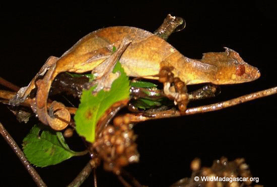 uroplatus_phantasticus_0097.gif