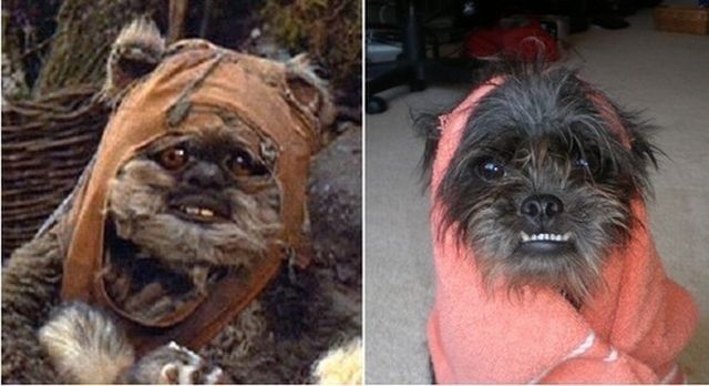 dog-costumes-10.jpg