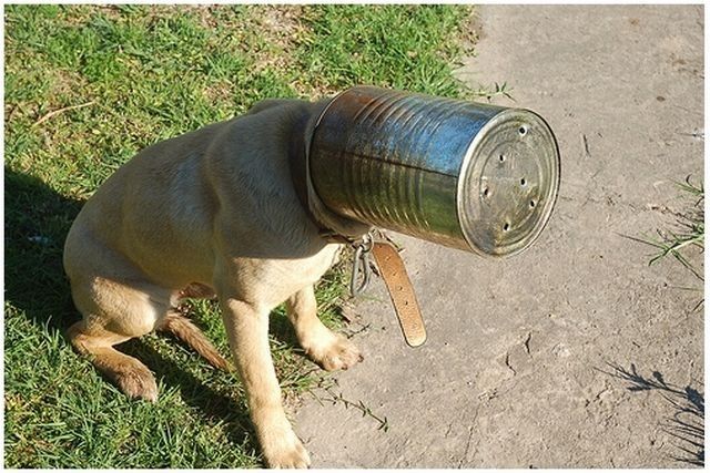 dog-costumes-14.jpg