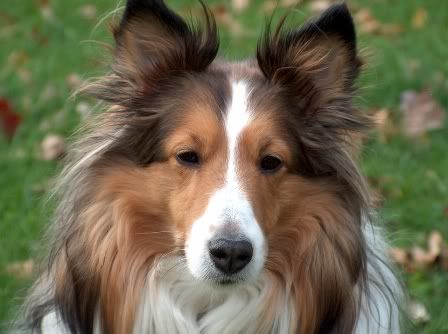 Collie.jpg