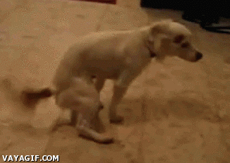 cojiendo%20solo.gif