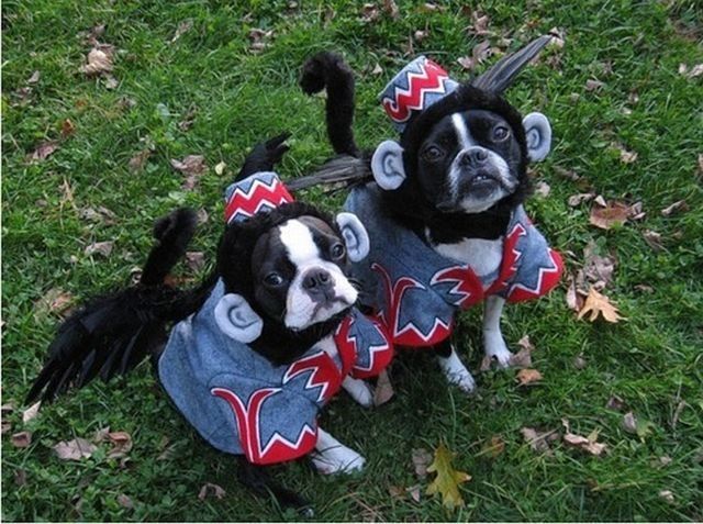 dog-costumes-19.jpg