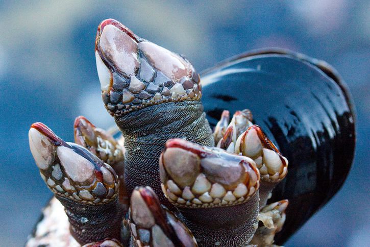 percebes-fotografias-2.jpg