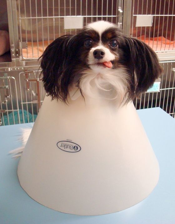 dog-costumes-05.jpg