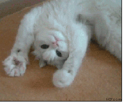 tumblr_lvzvb1GlUW1r2w29l.gif