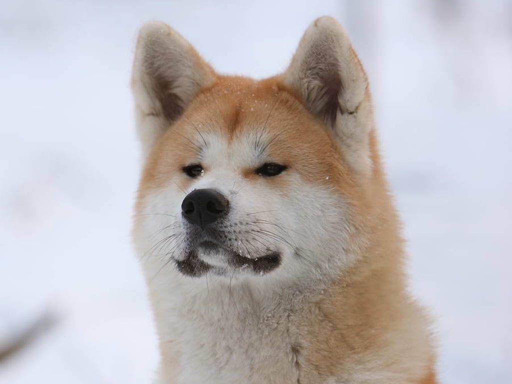 akita-inu.jpg