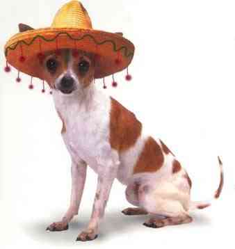 chihuahua.jpg