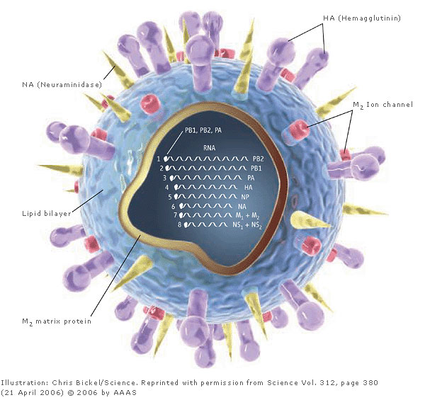 diagram_virus.jpg