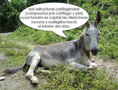 burro2.jpg