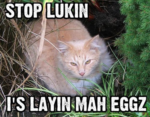 stop-lukin-is-layin-mah-eggz.jpg