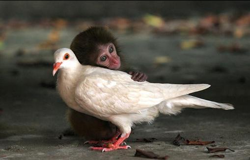 pareja2.jpg