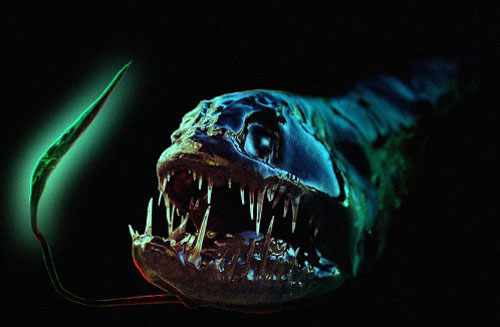 dragonfish.jpg