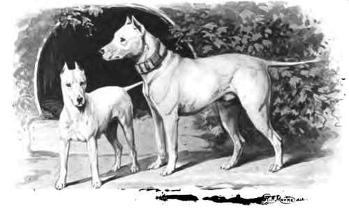 The-Bull-Terrier.jpg