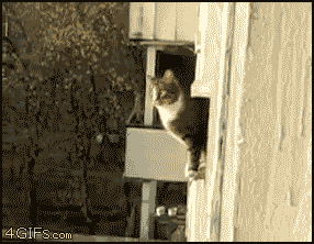 Parkour_cat.gif
