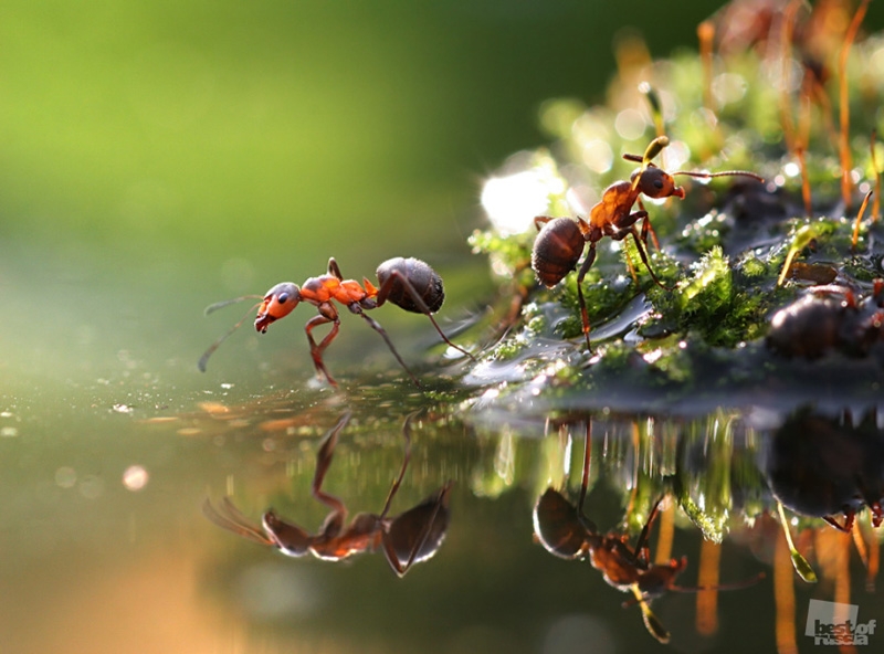 bestphotosofrussianature-5.jpg