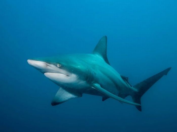 shark_photos_02.jpg