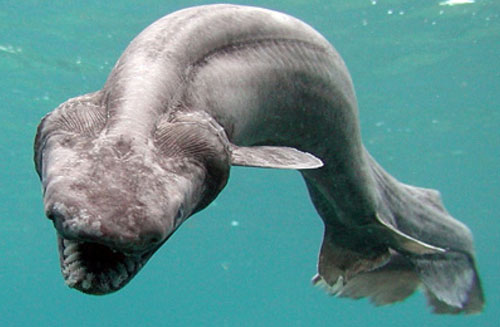 frilled-shark.jpg