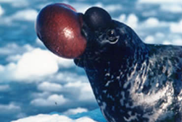 la_foca_narizona.jpg