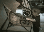 GATOBEBE.gif