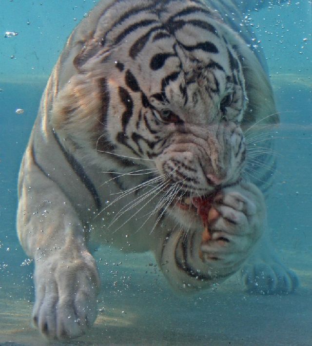tiger_eating_underwater_03.jpg
