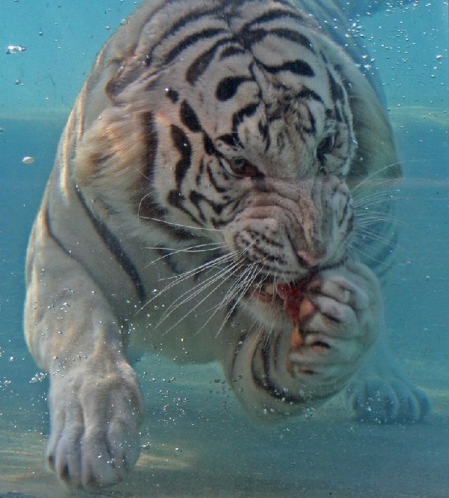 tiger_eating_underwater_03.jpg