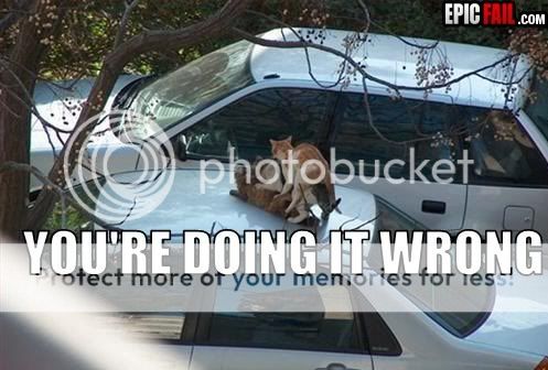 cat-orgy-fail1.jpg