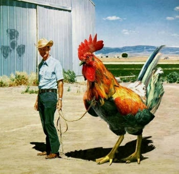 pollo1.jpg
