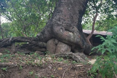 arbol+porno.jpg