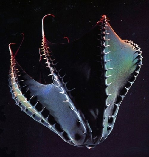 vampyroteuthis.jpg